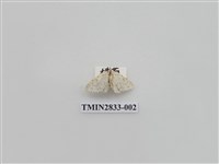 藏品(尺蛾529)的圖片